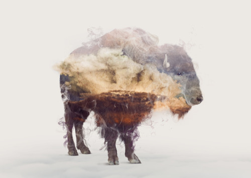 bestof-society6: ART PRINTS BY ONE MAN WORKSHOP   Penguin   Fox II   The Bear   Snow Leopard   Bison