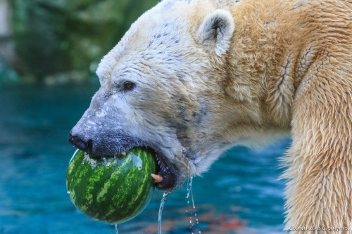 pictures-of-dogs: I’m obsessed with dogs eating watermelons