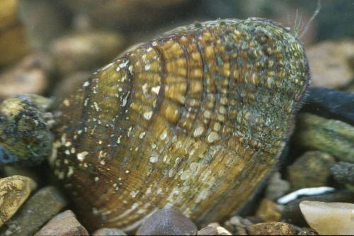 Birdwing Pearlymussel (Lemiox rimosus)
…a Critically Endangered species of freshwater Unionid bivalve which is endemic to the states of Tennessee and Virginia in the United States, where it occurs in the Duck, Clinch, and Powell River Systems. Like...