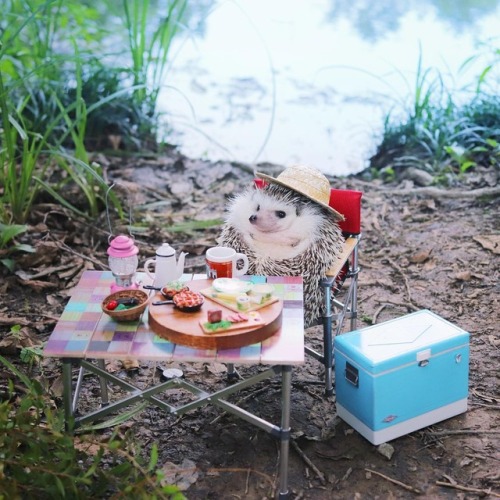 thefairyglockmother: samanthaaa95:   boredpanda:   Tiny Hedgehog Goes Camping, And His Pics Are The Best Thing You’ll See Today  Omg😍   @sturmgewehrr  