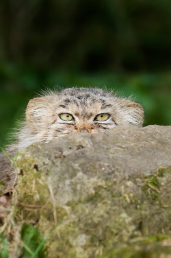 bigcatkingdom:  Pallas cat, Octolobus manul  ( via Terry Whittaker Photography) 