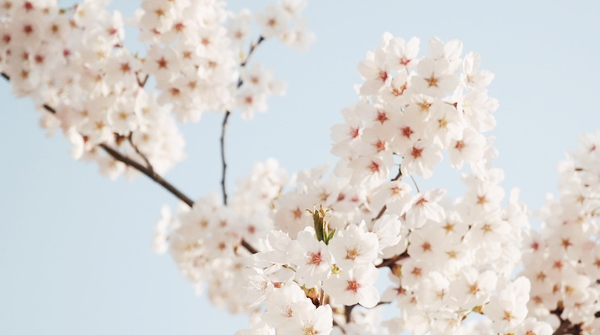 kiiseu: Cherry blossoms