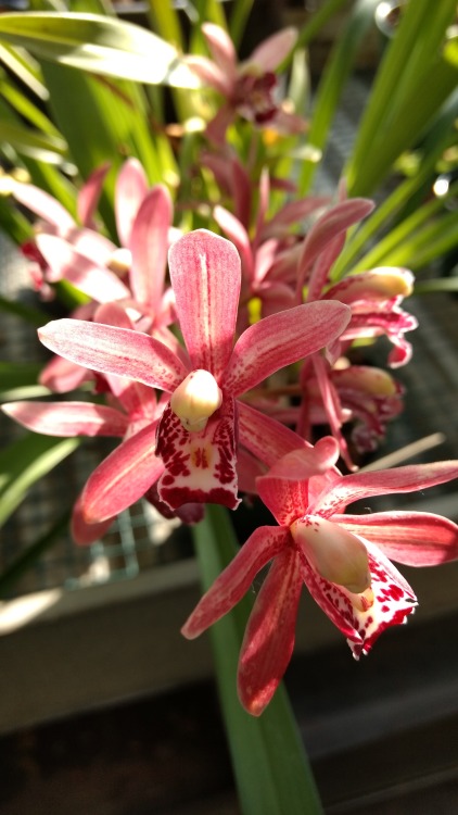 12/24/16: Cymbidium pipeta; beautiful hybrid flowering species of orchid, first hybridized in Irelan