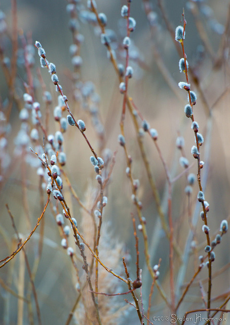 araknesharem:Pussy Willows at White Lake by GAPHIKER on Flickr.