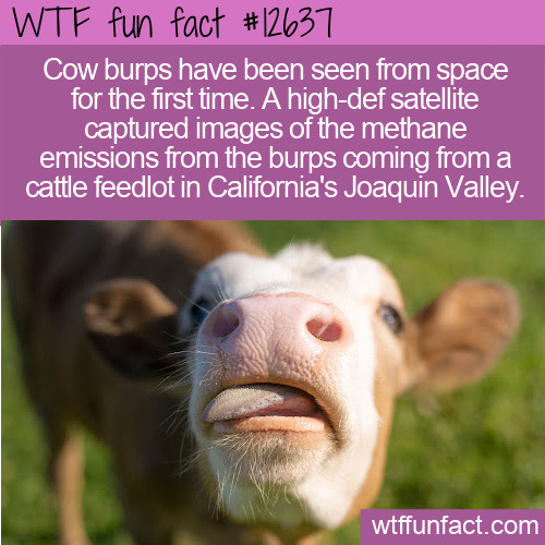 Cows burp so much it can be seen from space. Click to read the full fact.