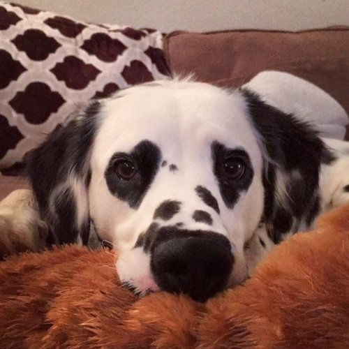 awwww-cute:This dalmatian has heart shaped spots on his eyes (Source: http://ift.tt/2CIgt4F)