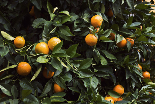 annstreetstudio: Oranges right on the grounds of the oldest silk house in Florence…