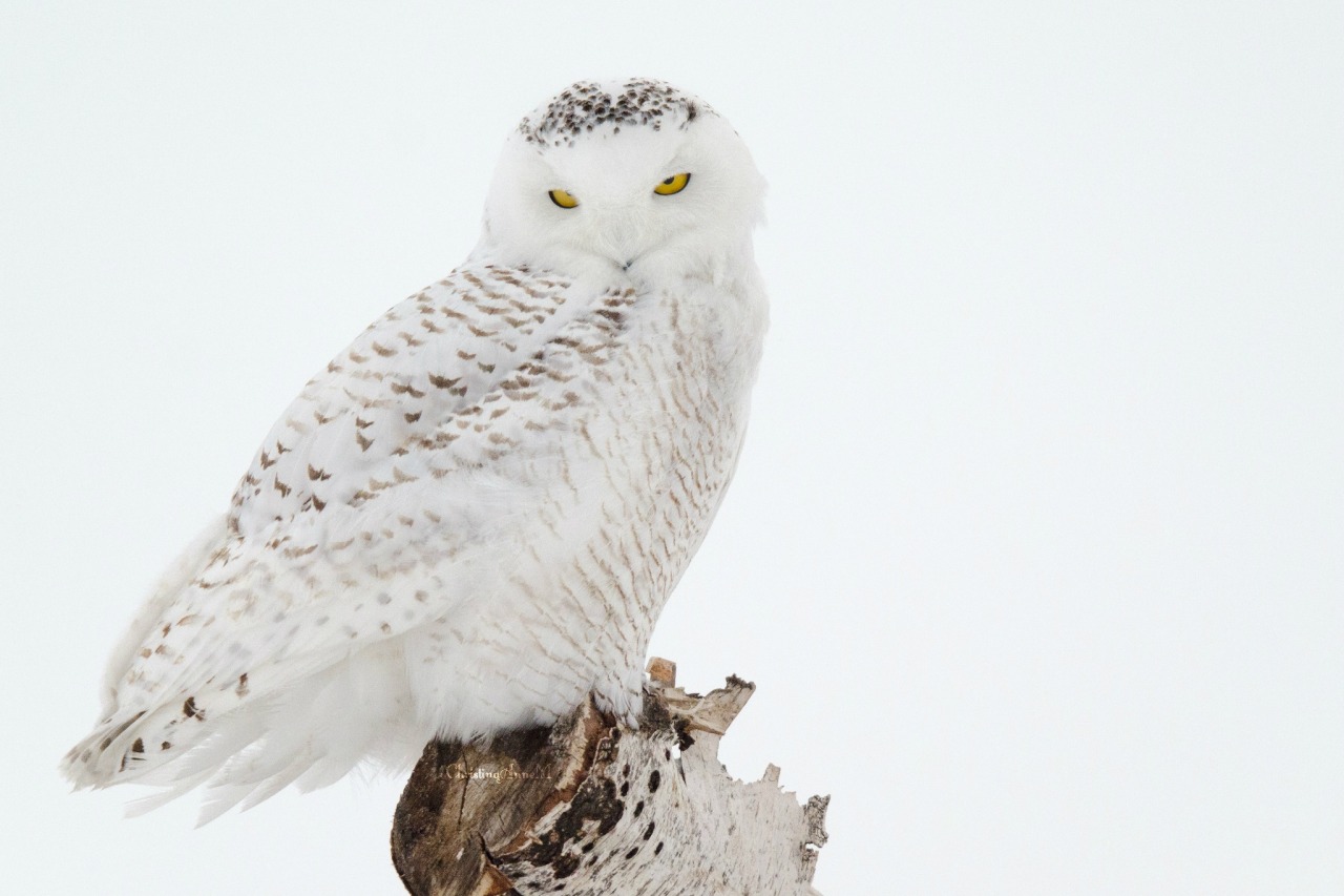 Fuck Yeah, Owls!