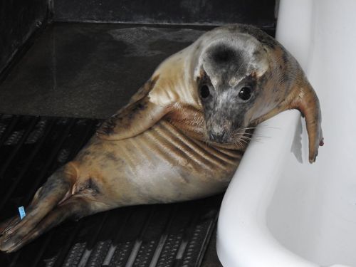 sealrescueireland:Bayleaf is here to remind you that being soft and having stomach rolls is cute as 