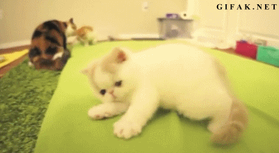 worldofthecutestcuties:  Me in the morning