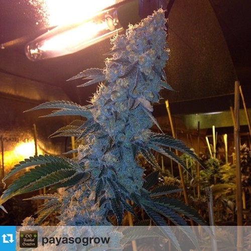 coffeeshopibiza:  #Repost from @payasogrow  Got to hit you with this pic IG !!!! Big bud wednesday……#payasogrow #thecannabisgardner #ograskalgenetics #teamfire #amsterdam #amsterdamweed #amsterdamcoffeeshops #cannabis #coffeeshopsofamsterdam #marijuana