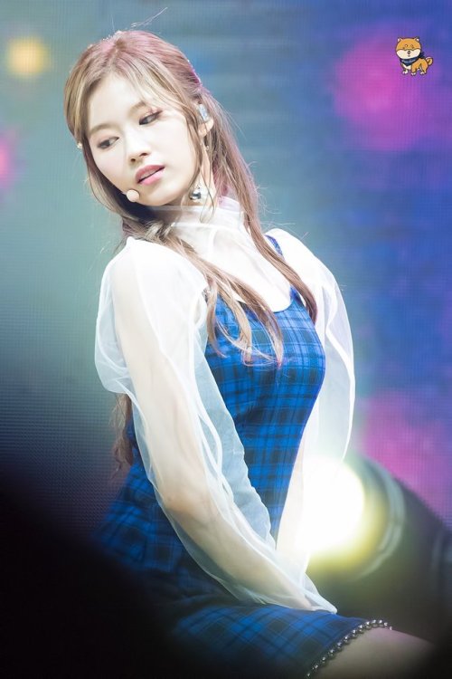 Porn dailysana:  ♡ SANA’S SHIBA | do not edit photos