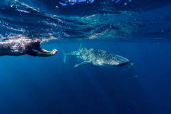thelovelyseas:  A scientist photographs Whale Shark skin markings for research by Jason Edwards