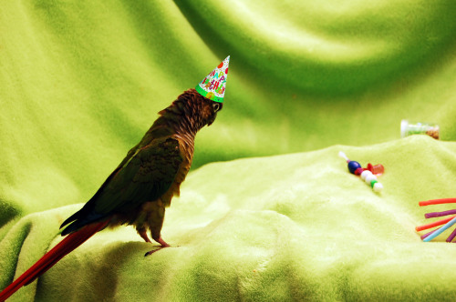 ringobirdie:  Tomorrow (10/10/16) is Gizmo’s first birthday! I am going to be super busy and won’t be able to post this tomorrow so I’m posting it early. Happy birthday little buddy, can’t wait to spend many many more with you! <3I made him