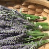 Porn photo cloud-of-roses:Harvested some lavender and