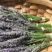 cloud-of-roses:Harvested some lavender and porn pictures