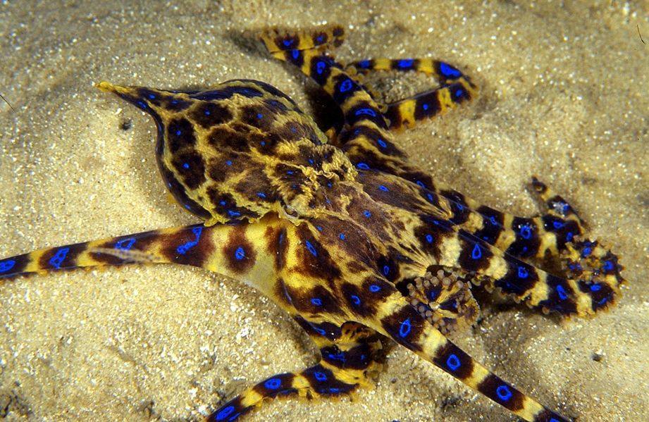 rhamphotheca:  Hello, Lesser Blue-ringed Octopus (Hapalochlaena maculosa).  You met
