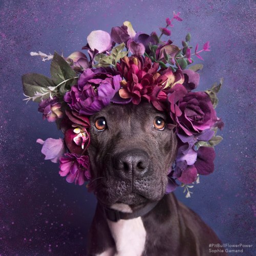 fightingforanimals:These beautiful pitties got a floral makeover to help boost their chances of bein