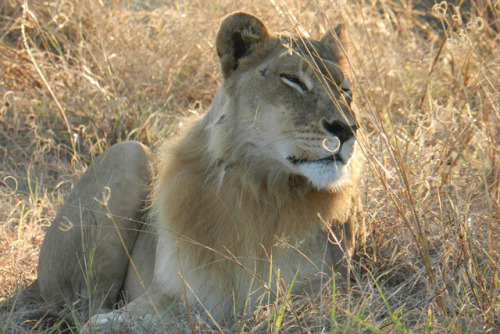 ainawgsd:Though uncommon, maned lionesses have been regularly sighted in the Mombo area of Botswana&