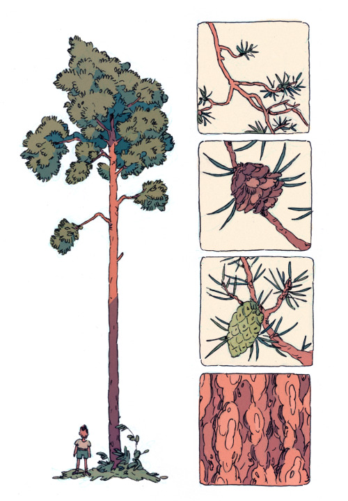 hannakdraws:Pine tree study from summer