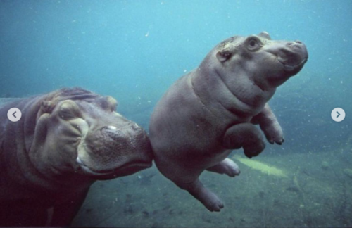 babyanimalgifs:These baby hippos will make everything better