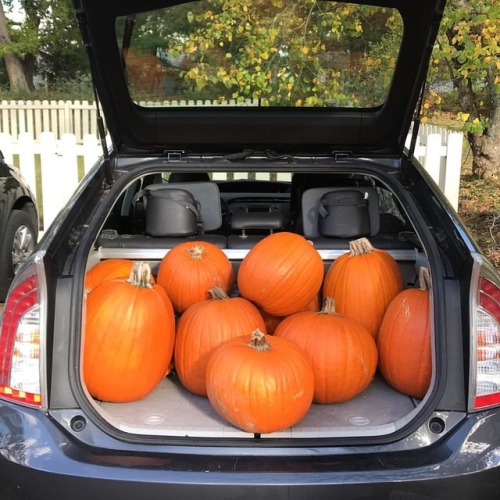 Today Daddy Bug, @muggz87 , and I played “How Many #Pumpkins can you fit in a #Prius!!!”