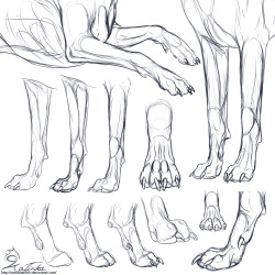 critter-care:  Study: Canine forepaws by