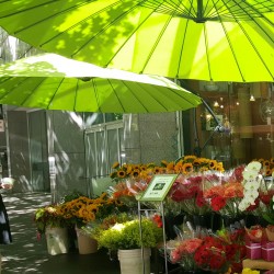 babiepetals:  colorful day in vancouver!  