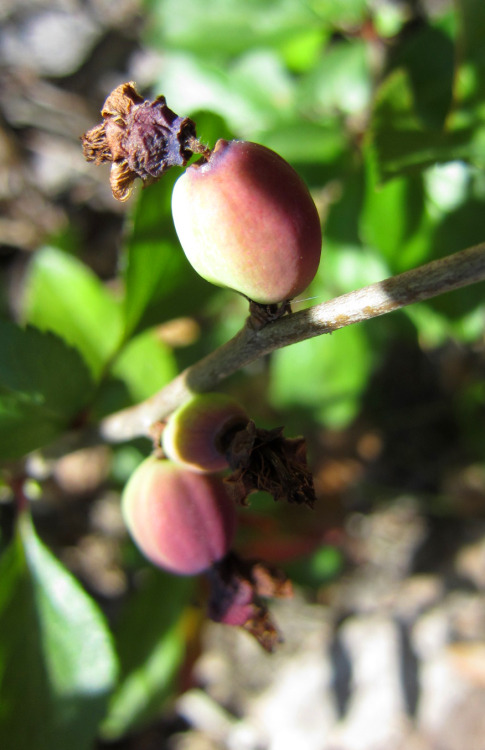 April 2015 - Flowering Quince / Chaenomeles ‘Kurokoji’ is fruiting!!!!It’s never done this before! W