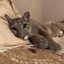babyanimalgifs: Puma rescued from a contact-type zoo can’t be released into the wild, lives as a spoiled house cat (@l_am_puma)