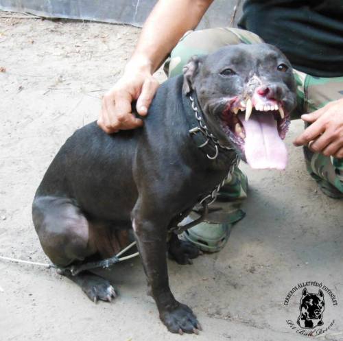 love-is-liberation:Hello, my name is Smiley!I’m a pit bull girl. I lived at a farm but that wa