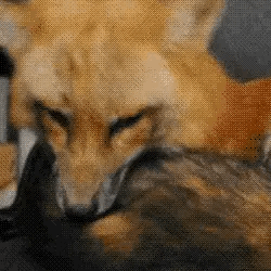 ~ ~ Bat, Possum, And Fox Stimboard ~ ~