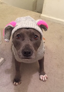 awwww-cute:  My mom got my dog a sweater