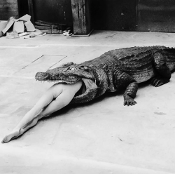 slobbering:  Helmut Newton ~ Crocodile Eating Ballerina, 1983 (from the Pina Bausch ballet ‘Keushleitslegende’)
