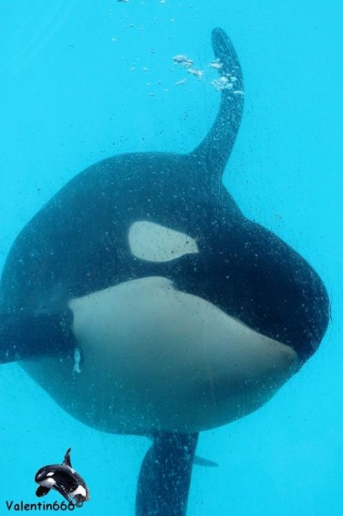 Gender: MalePod: N/APlace of Capture: Born at Marineland Antibes, FranceDate of Capture: Born March 