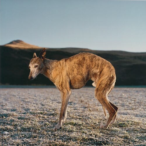 Daniel Naudé  A yellow and brown wild dog standing on frost-covered grass, with hills in the background. Africa