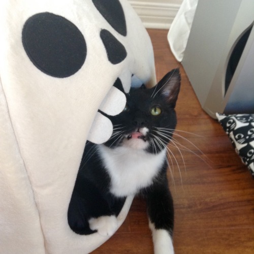 foolishandfurious:Weird lippy cat welcomes you to his skeleton home.My cat enjoy him skull!