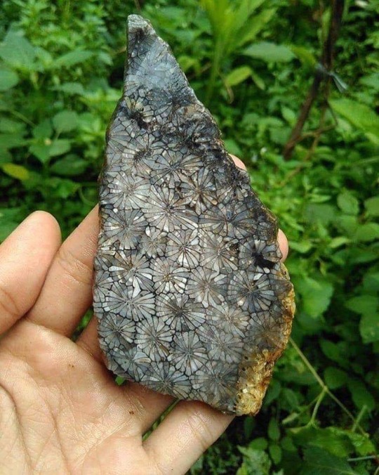 Porn photo unlovelyspace:Agate fossil coral reveals