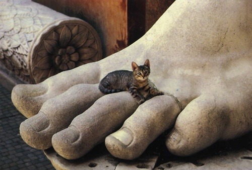 thepaintedbench:  Cat on Constantine’s Foot, Palatine Museum, Rome 