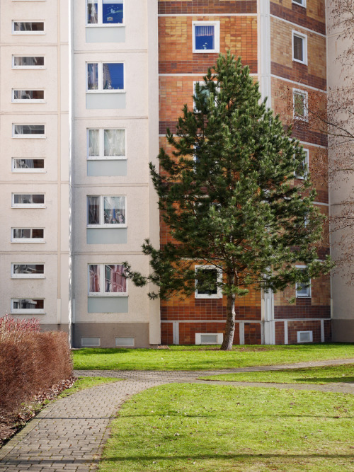 renest:Der Baum. / 14.02.2015
