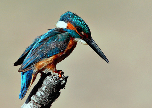 Guarda-rios (Alcedo atthis) by Joaquim Antunes on Flickr.More Animals here.