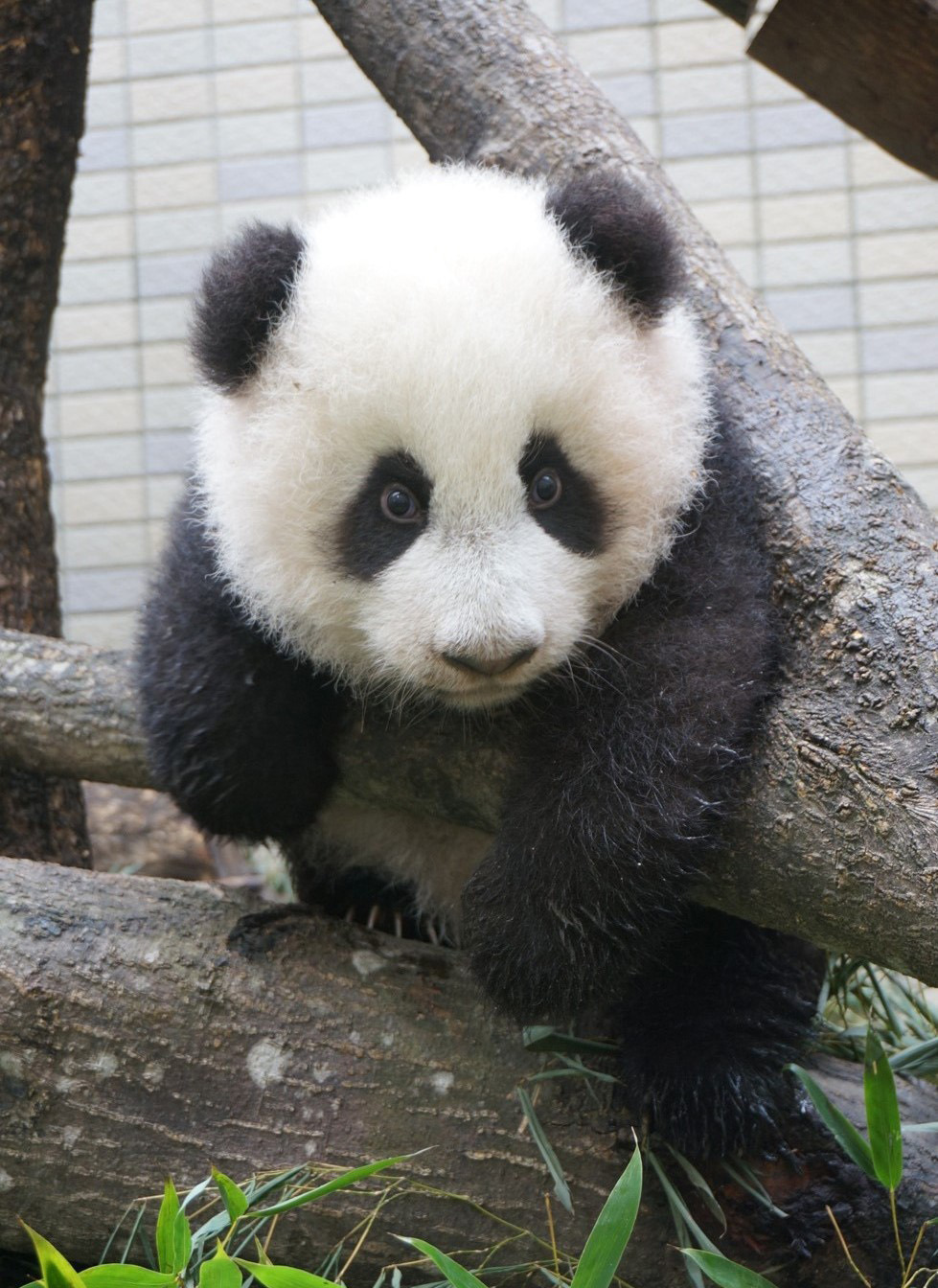 giantpandaphotos:  Yuanzai at the Taipei Zoo in Taiwan on November 14, 2013. © Taipei