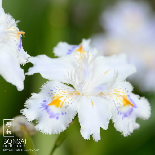 シャガ（射干、著莪）SHAGA, Iris japonica (fringed iris, butterfly flower)2018.5.4 撮影bonsai on the rock| Creema