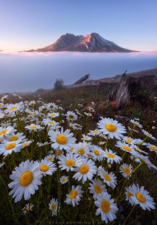 A momentary break in the fog reveals Mount St. Helens amidst a beautiful display of daisies. So many