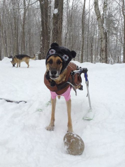 awesome-picz:Woman Adopts 6 Dogs With Special Needs And Now They’re All Living Their Best Lives.