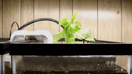 micdotcom:Watch: This genius has free dinner for life by growing food in a fish tank — and it’s supe