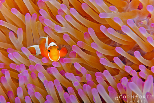 False Clown Anemonefish 23 by Cornforth Images on Flickr.