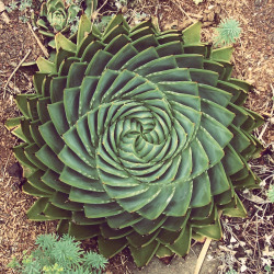 causingheartache:Fibonacci sequence in nature  (Not my picture, source unknown)