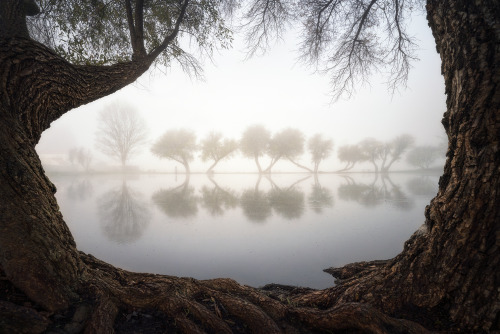 earthpictureshere:Beautiful misty morning in Northern California | Do you see a face in the tree tru