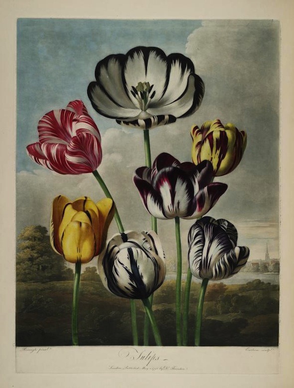 darksilenceinsuburbia:    Robert John Thornton // Temple of Flora, 1807  “The Temple